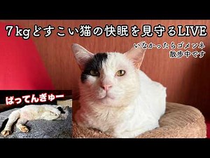 Relaxing Cat Live Sleeping Cats & Soft Music