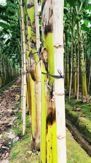 “Modern Banana Farming – Smart & Professional System!” 🍌🌱
