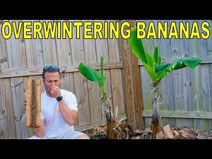 It's The WORST GARDEN SMELL But You MUST Do It To Overwinter BANANAS