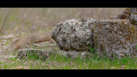 Inside the world of ground squirrels and where they live