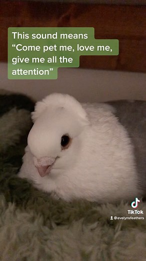 @evelynsfeathers on Instagram: "A guide to pigeon sounds . #pigeon #petpigeon #housepigeon #germanowlpigeon #pigeonsofinstagram #pigeonpet #pigeonlove #birdsofinstagram"