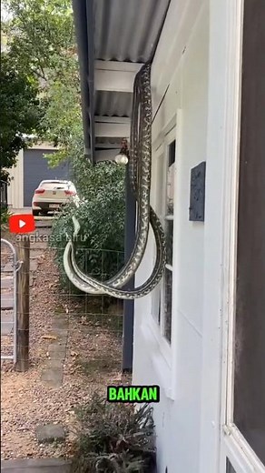 Is there a sacred gem that says the Queen of Snakes is always at the forefront? Here are the fact...