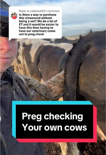 Learn How to Preg Check Cows with or Without Ultrasound