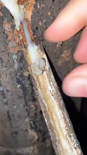 Traditional Rubber Tree Tapping – Latex Harvesting Process #RubberTree #RubberHarvesting #LatexCollection #TraditionalFarming #Agriculture #SatisfyingVideo #NatureProcess #TreeTapping #RuralLife #FarmingLife #whatisnewyork #reels #explorepage #explore #nataliereynolds #costume #harley #harleyquinn #joker #batman #cosplay #costume #halloweencostume #halloween #explorepage #paint #reels #bodypaint #famous #nataliereynolds | Global Stories