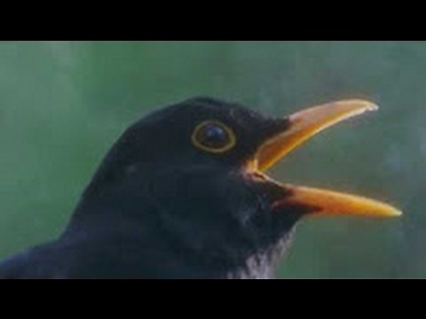 Chant du Merle Noir au Soir - Common Blackbird