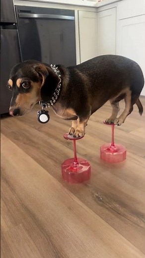 Weenie on a Tini || ViralHog