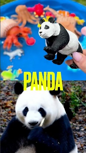 Discover ZOO WILD Animals Outside! Learning video for Kids Toddlers!