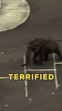 The Tragic Tale of Tyke the Elephant