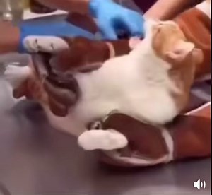 DJ QUIK on Instagram: "Ahhh! 🙀"