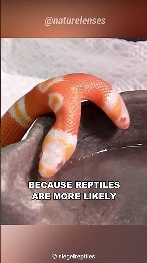 The Two Headed Animal