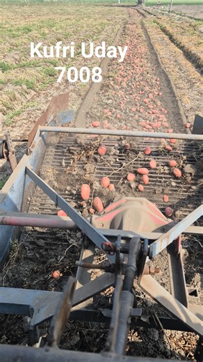60 days Mein Ready ! kufri Uday Potato farming full guide #High yield farming #kissan #farming