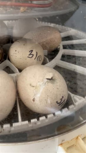 So this is what’s called “zipping”, where the turkey poult (baby turkey), moves its body inside the shell, in a circle and pecks the shell as it goes. It unzips the shell and will go full circle back to the original pip, push the shell cap off and wiggle out.