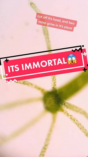 Exploring Hydra Under the Microscope: The Immortal Creature