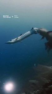 6.7K views · 43 reactions | عندما يصبح المفترس...فريسة  | PRO-TECH FISHING | Facebook