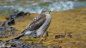 How Birds of Prey Drink ~ Eurasian Sparrowhawk at the River 🦅💧