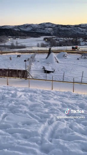 Reindeers in Alta, Norway