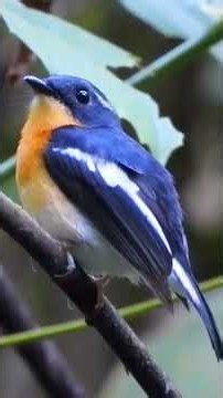 The Sweet Song of the Red-breasted Flycatcher
