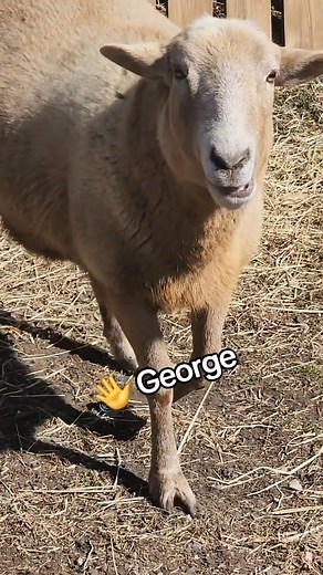 We let our flock of sheep out for a romp yesterday! They can't wait for spring and the arrival of spring grass, but they were happy to have some time to play out of their pen! #bigpurplebarnbowie #sheep #nonprofit #animalsanctuary #bowiemd | The Big Purple Barn, A Sanctuary