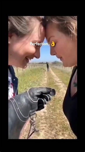 @onecomedy.in on Instagram: "- The video captures a moment of falconry, where a trained bird of prey, likely a hawk or eagle, is seen flying towards a gloved hand, demonstrating the precision and skill involved in this ancient practice. Falconry, which dates back thousands of years, involves training raptors to hunt wild animals, and this scene highlights the bond and trust between the bird and the falconer. - The setting appears to be a rural or open field, which is typical for falconry as it p