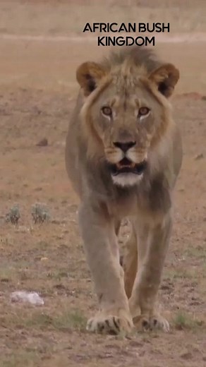 7.7K views · 127 reactions | Young king of the Kalahari #life #reelsvideo #reelsfb #reelsviral #viralpage #animal #reels #we #trend #video #travel #viral | African Bush Kingdom | Facebook