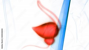 Human Urinary System Kidneys with Bladder Anatomy Animation Concept