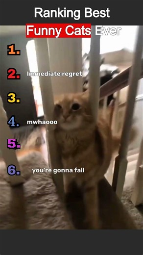 Funny cat sounds that will make you laugh 😹 #funnycats #cat #shorts