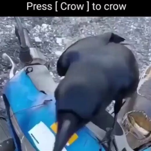 Post by memeslich 💀 dnd memes on X: [ crow ]