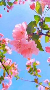 GOOD MORNING, HAPPY SPRING!! | ~~Pocket full of sunshine~~