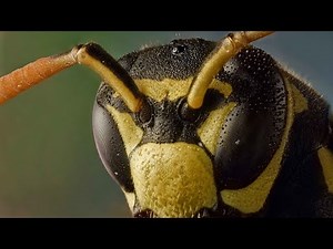 Ground Wasp Nest Removal
