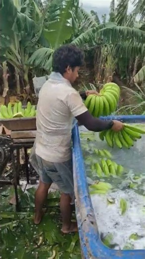 Banana Harvesting in Village 🍌 | Desi Farming #kisan #farming #agriculture #indianfarmer #banana