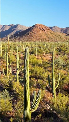 Why the Sonoran Desert Is So Unique