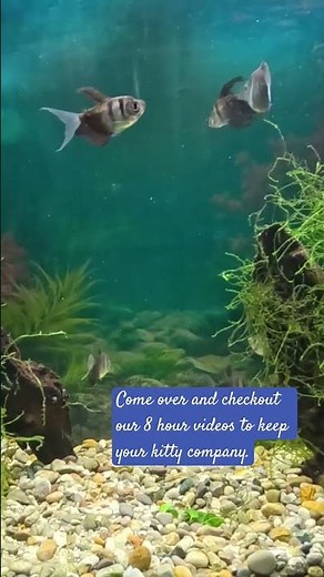 The Ultimate Fish Tank Video Cats Actually Love #cattv #fishtank #aquariumlovers