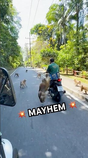 Animals Of Anarchy!💥🫢 | Funniest pet videos of the week #cat #entertaininganimals #funny #animals