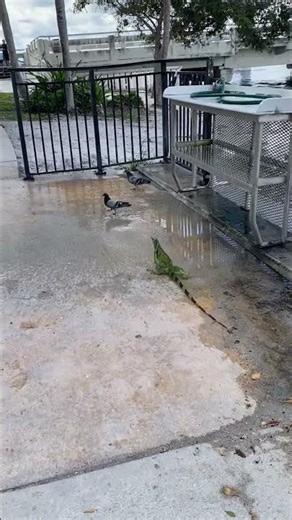 Running iguana. #animallife