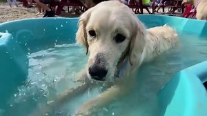 Jersey shore 'Yappy Hour' draws big crowds of dogs and owners to Asbury Park