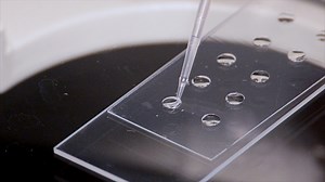 Analysis of Motility Patterns of Stentor During and After Oral Apparatus Regeneration Using Cell Tracking