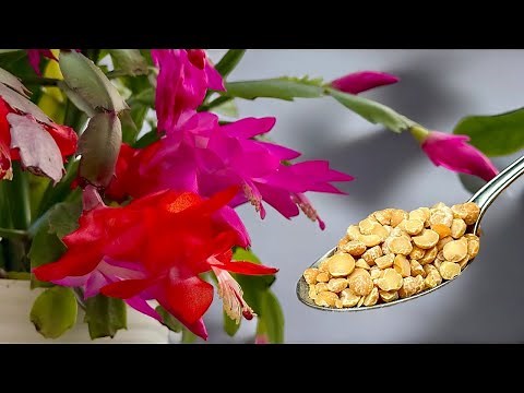 Real Treasure for Christmas Cactus! Just a Few Teaspoons for Blooms Like Never Before! 🌺🌿
