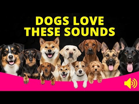 Squeaky toy sounds for dogs to hear all time