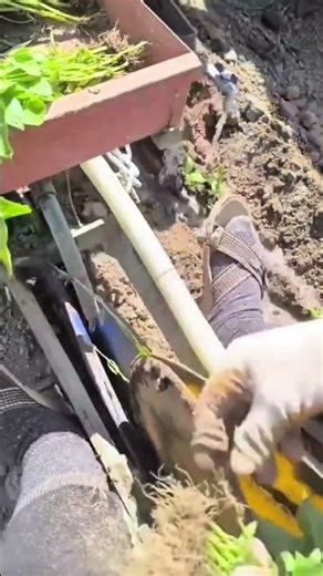 planting young seedlings into the ground using an automated vegetable transplanter in a farm field