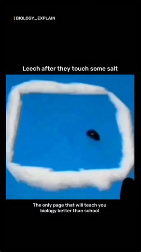 medical / biology explain on Instagram: "When a leech comes into contact with a small amount of salt, it undergoes rapid dehydration and dies due to a process called osmosis. The salt creates a hypertonic environment outside the leech’s body, causing water to rapidly move from the inside of the leech to the outside in an attempt to dilute the salt. This extreme water loss causes the leech’s cells to collapse, shrivel, and die from severe dehydration. The science behind it Osmosis: Salt acts as a