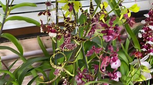 Lots of orchids for sale! Miltoniopsis (Panay Orchid), Phals, catts, intergeneric oncids! Veiw Sunday 1:00 pm HST, 7:00 pm eastern. On www.Facebook.com/OrchidAlleyKauai/ Also www.OrchidAlleyKauai.com | Orchid Alley Kauai | Facebook