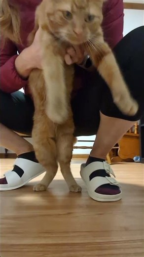 #flashdance #orangecat #catdancing #catshorts