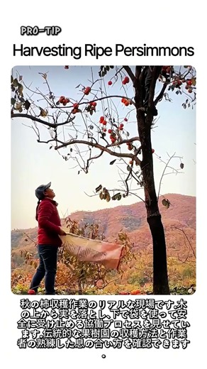 Harvesting Ripe Persimmons