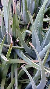 True Aloe Vera Plant Organically Grown - Medicinal Aloe Barbadensis Miller - Etsy