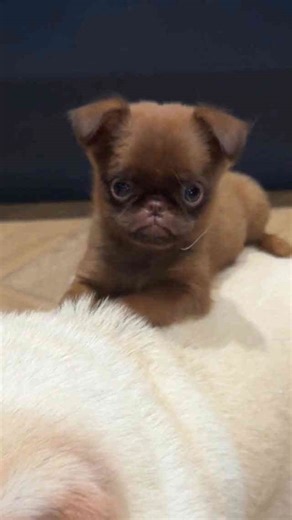 Seven puppies' toilet training turns into chaos explained