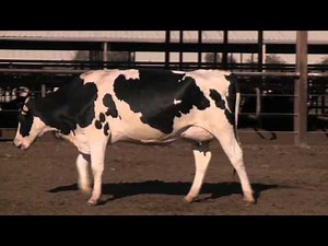 Chapter 6: Animal Health (2013)