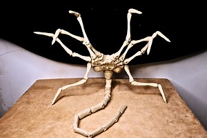 Poseable Face Grabbing Creature! Fully Articulating Sci-fi Prop Toy With Movable Legs and Tail – Perfect for Cosplay or Display Figurine - Etsy