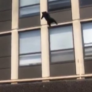 161K views · 502 reactions | An insane video shows a cat jumping out of a 5th floor window to escape a fire. | cheddar news | Facebook