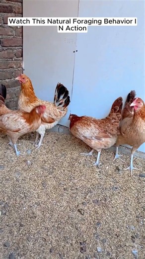 Backyard Chicken Behavior Explained