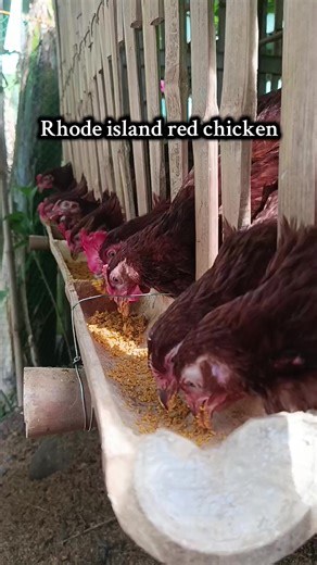 Rhode island red chicken #farminglife #farming #manukan #rir #heritagechicken